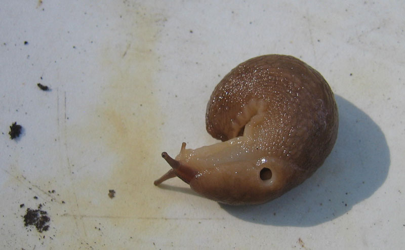 Limax montanus da Sopramonte (TN)